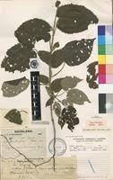 Image result for Tragiella natalensis