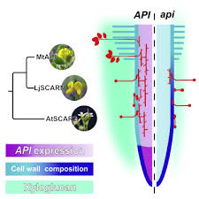 So the water moves into the root hairs through osmosis. Developmental Modulation Of Root Cell Wall Architecture Confers Resistance To An Oomycete Pathogen Sciencedirect