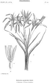 Image result for Velloziaceae