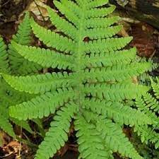 We did not find results for: Compare Leatherwood Fern And Ostrich Fern