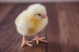 Getting Started With Baby Chicks The Right Way