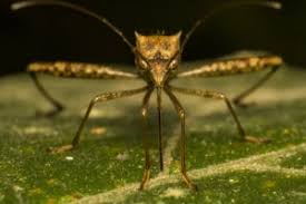 Industry:lawn service, lawn treatment, pest control. Pest Control Kenneth City Fl 24 Hr Residential Bug Termite Exterminators