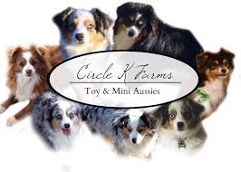 All of our australian shepherds are family raised with young children. Circle K Farms Teacup Tiny Toys Toys And Miniature Australian Shepherds