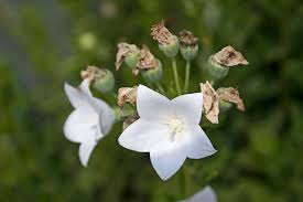 Whether you grow them for winter or summer colour, deadheading faded flowers will. Propagating Balloon Flowers Growing Balloon Flower Seeds And Division