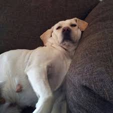 Wir sind ein kleines engagiertes team, das schon seit einigen jahren im tierschutz tätig ist und im jahr 2010 im verein hund sucht sofa zusammengefunden hat. Fellnase Sucht Couch Home Facebook