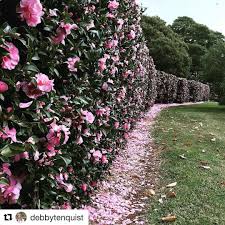 Repost Debbytenquist Camellia Hedge Southern Highlands Australia Sasanqua Camellias Make A Wonderful E Evergreen Hedge Hedges Landscaping Garden Hedges
