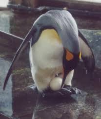 If only it were as easy as sitting on it! Pinguins Info Penguin Information About Breeding Penguins