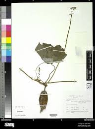 Image result for Lipocarpha atra