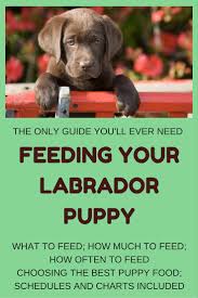 66 Scientific How Much To Feed Your Puppy