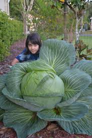 Recipes Bonnie Plants Cabbage Program