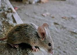 Suede and glitter crush texture play asmr 8 months ago. Stories Of Murdering Mice