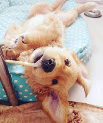 Pars The Golden Cute Animals Cute Dogs Dog Heaven