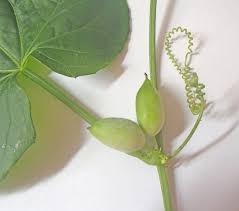 Image result for Zehneria parvifolia