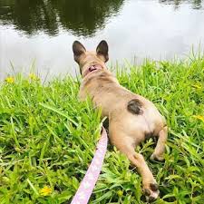If you would like to visit, or are looking for a specific. Welcome To Pinellas Frenchies Pinellas Frenchie