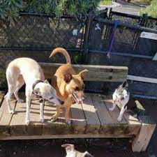Find pet sitters near me. Best Pet Sitters Near Me July 2021 Find Nearby Pet Sitters Reviews Yelp