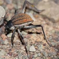 Image result for Catunaregam stenocarpa