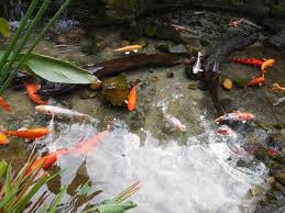 Model air terjun mini ataupun air mancur bisa jadi pilihan. Cara Membuat Kolam Ikan Kecil Di Depan Rumah Content