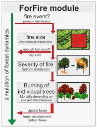 Image result for Lepidotrichilia volkensii