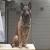 Dutch Shepherd Husky Mix