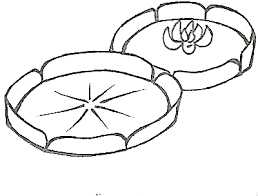 Desenhos De Vitoria Regia Para Colorir Curso Completo De Pedagogia