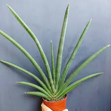Image result for Sansevieria pearsonii