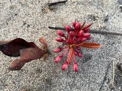 Image result for Brackenridgea