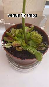 Vft Part 1 Video In 2021 Carnivorous Plants Plants House Plants