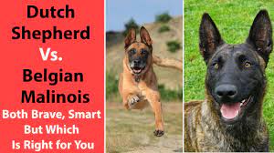 But, as long as they have an outlet throughout the day to. Dutch Shepherd Vs Belgian Malinois Both Brave Smart But Which Is Right For You Youtube