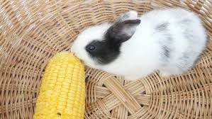 Yes, rabbits will eat radish leaves, as well as just about any other tender growing plant they can find. Can Corn Be A Food Source For Rabbits Here Bunny