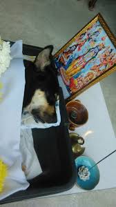 (35 found, 24 reviews) mortician, undertaker, crematorium or mortuary, this is the list of funeral service providers in malaysia here. Pets In Peace Malaysia Pets Cremation Services