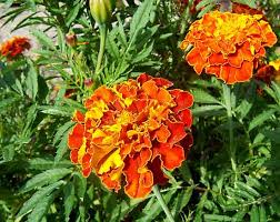Maybe you would like to learn more about one of these? Marigold Plant Britannica