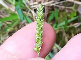 Image result for Sacciolepis indica
