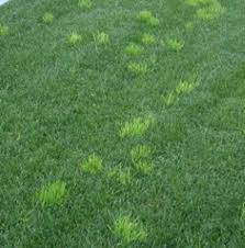 Image result for Poa