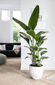 Pin Op Kamerplanten Intratuin