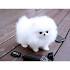 teacup puppies for sale in Virginia Classifieds & Buy and ...