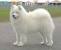 Tibetan Mastiff Big White Dog