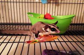 How Important Is It To Have A Cage For Your Sugar Glider Sugar Glider Zone Sugarglider Care