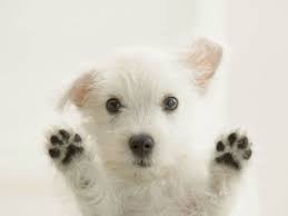 izmir ornekkoy celal uner hayvan barinagi cute baby animals dog facts cute animals