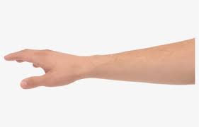 Hands Hand Grabbing Transparent Background Hand Png Free Transparent Clipart Clipartkey Explore free hand png images & hand transparent images on vhv.rs. hands hand grabbing transparent