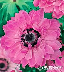 Image result for Pink 1958 Admiral