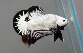 Black samurai ikan cupang avatar gold. Pin Oleh Marko Schulz Di Fishy Di 2021 Ikan Cupang Ikan