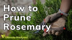 Image result for rosemary pruning