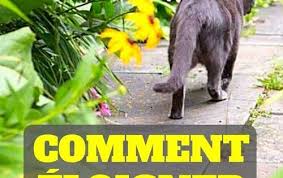 9 Astuces Pour Faire Fuir Les Chats De Votre Jardin Definitivement En 2020 Eloigner Les Chats Comment Eloigner Les Chats Jardins