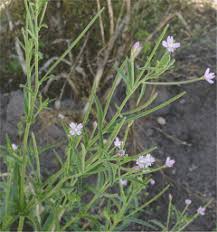 Image result for Tetrapogon tenellus