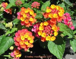 Check spelling or type a new query. Lantana Sunrise Rose Flower Pots Lantana Bloom Where Youre Planted