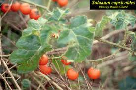 Image result for Solanum capsicoides
