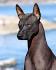 Xoloitzcuintli (Xolo) Puppies For Sale - AKC PuppyFinder