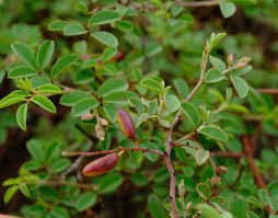 Image result for Indigofera soutpansbergensis