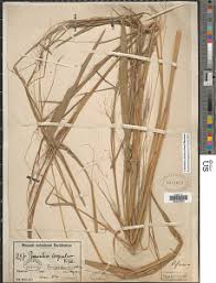 Image result for Cenchrus unisetus