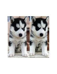 Look at pictures of husky puppies who need a home. Siberian Husky Puppies For Sale Gender Female